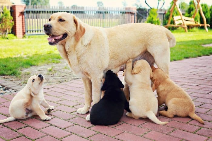 Внешнее строение млекопитающих – особенности, таблица признаков (7 класс)