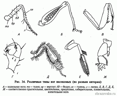 Внутреннее и внешнее строение членистоногих &ndash; общие особенности, которые позволили им расселиться