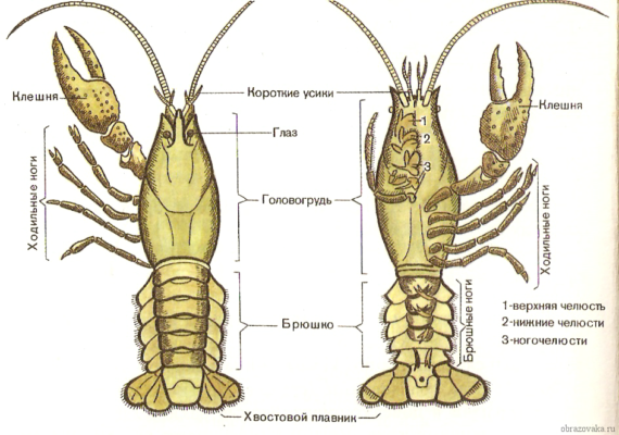 Внутреннее и внешнее строение речного рака &ndash; нервная система, особенности строения дыхания