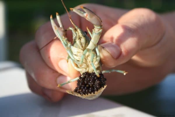 Внутреннее и внешнее строение речного рака &ndash; нервная система, особенности строения дыхания