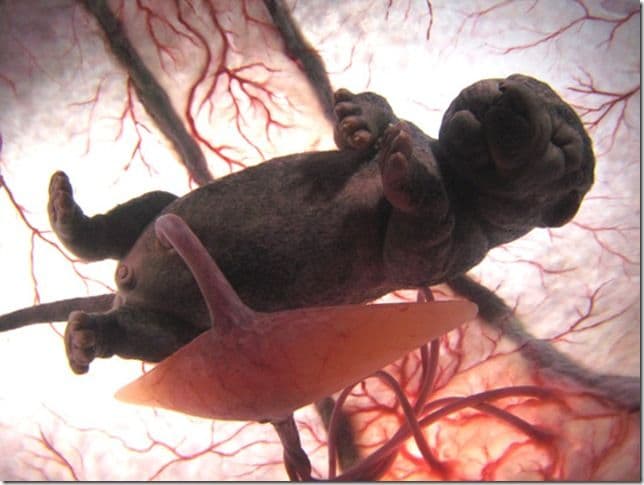 Внутреннее строение млекопитающих – таблица кратко