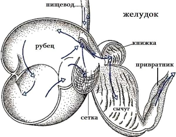 Внутреннее строение млекопитающих &ndash; таблица особенностей (биология, 7 класс)