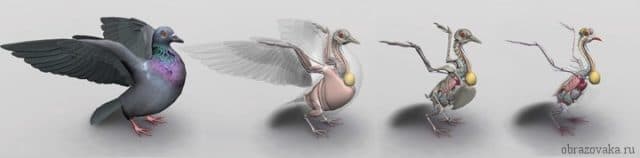 Внутреннее строение птиц, особенности внутренних органов