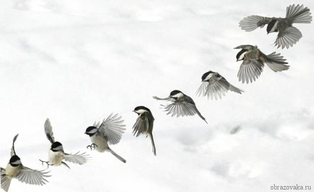 Внутреннее строение птиц, особенности внутренних органов