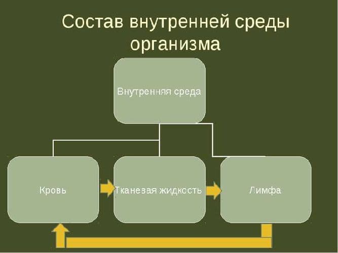 Внутренняя среда организма человека &ndash; функции компонентов, состав