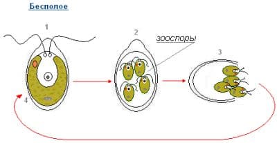 Водоросли и их значение (6 класс, биология) и размножение для доклада