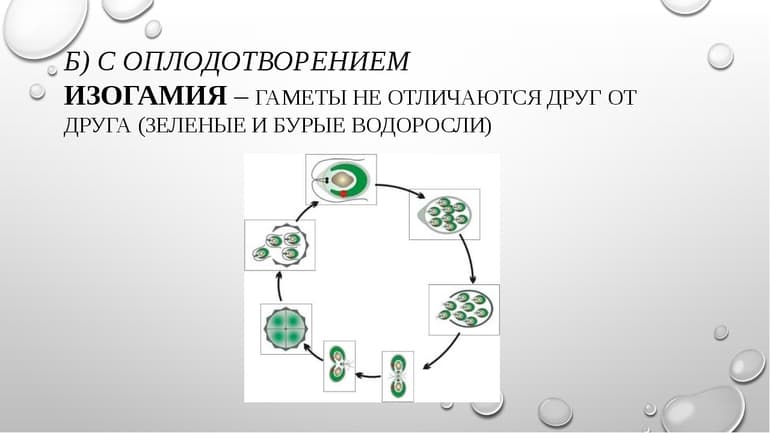 Водоросли &mdash; виды и названия, особенности строения, размножения и питания