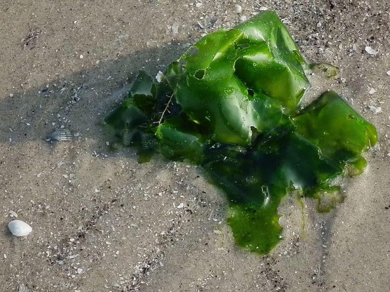 Водоросли &mdash; виды и названия, особенности строения, размножения и питания