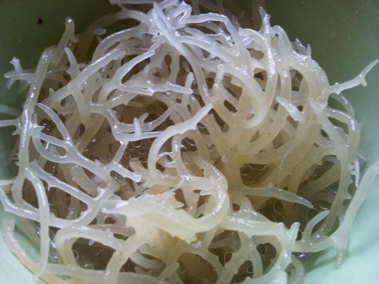 Водоросли &mdash; виды и названия, особенности строения, размножения и питания