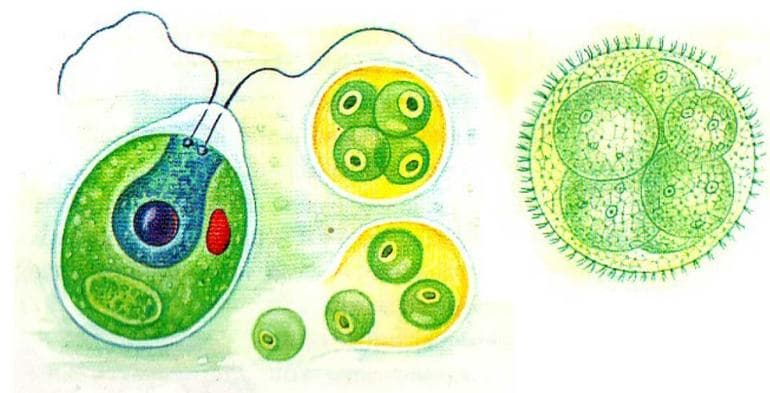 Водоросли &mdash; виды и названия, особенности строения, размножения и питания