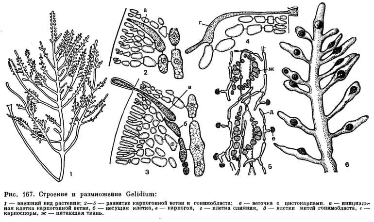 Водоросли &mdash; виды и названия, особенности строения, размножения и питания