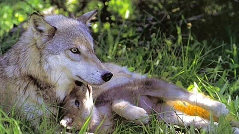 Волк &mdash; характеристика животного и образ жизни стаи