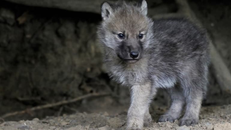 Волк &mdash; характеристика животного и образ жизни стаи