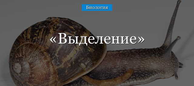 Выделение (9 класс, биология)