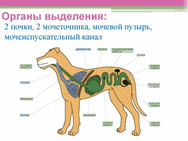 Выделительная система млекопитающих &ndash; органы выделения, функции и особенности кратко (7 класс, биология)