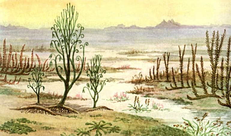 Высшие растения в биологии &mdash; классификация и характерстика, примеры