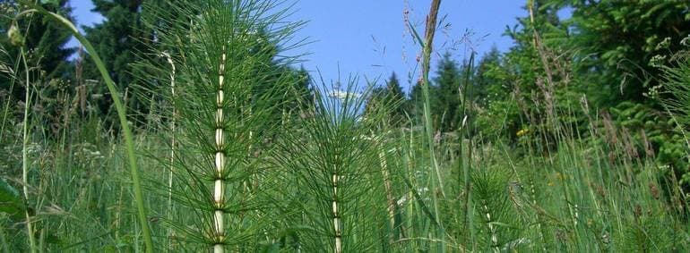 Высшие растения в биологии &mdash; классификация и характерстика, примеры