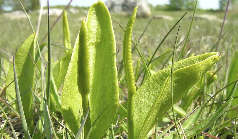 Высшие растения в биологии &mdash; классификация и характерстика, примеры