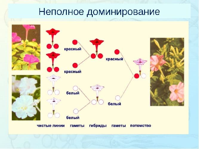 Взаимодействие аллельных генов – типы, виды, причины