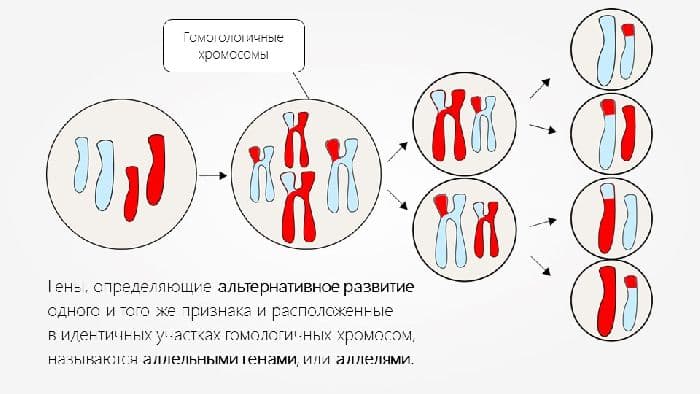 Взаимодействие аллельных генов – типы, виды, причины