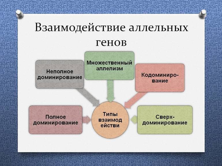 Взаимодействие аллельных генов в организме &mdash; формы и способы, биологическое значение