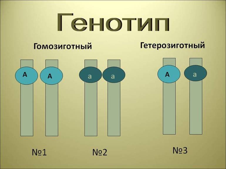 Взаимодействие аллельных генов в организме &mdash; формы и способы, биологическое значение