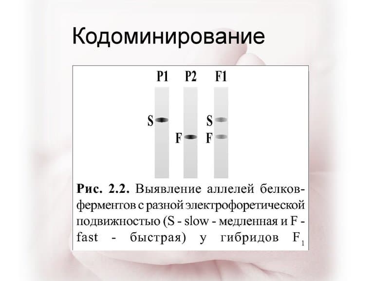 Взаимодействие аллельных генов в организме &mdash; формы и способы, биологическое значение