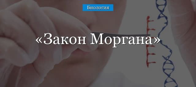 Закон Моргана (9 класс) – краткая и понятная формулировка
