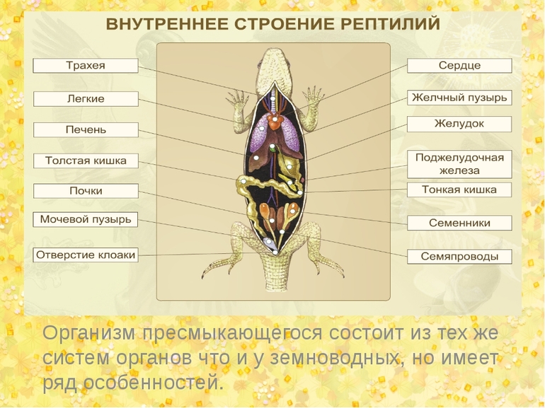 Земноводные и пресмыкающиеся — отличия, признаки и характеристики классов