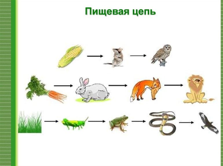 Земноводные и пресмыкающиеся — отличия, признаки и характеристики классов