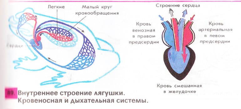 Земноводные &mdash; признаки, общая характеристика и примеры интересных представителей