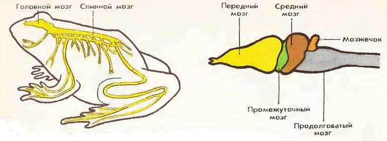 Земноводные &mdash; признаки, общая характеристика и примеры интересных представителей
