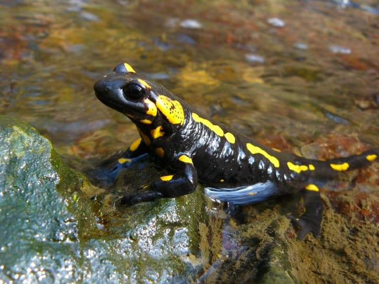 Земноводные &mdash; признаки, общая характеристика и примеры интересных представителей