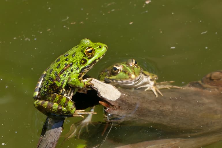 Земноводные &mdash; признаки, общая характеристика и примеры интересных представителей