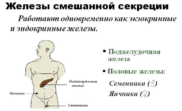 Железы человека – классификация и функции