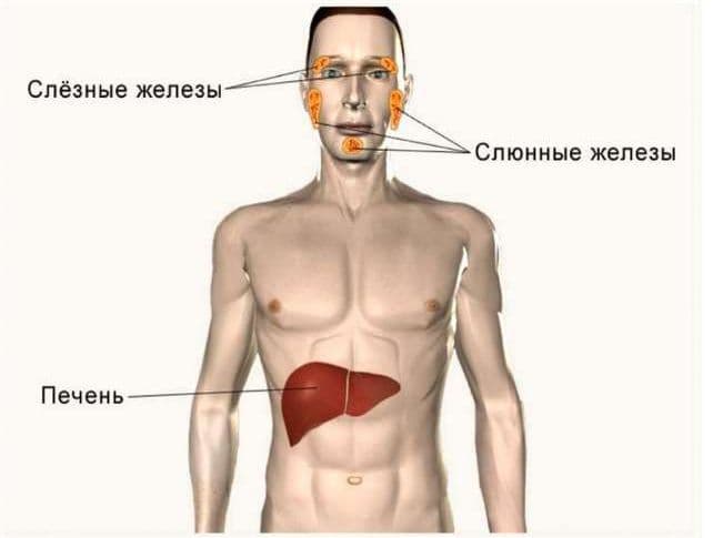 Железы человека – классификация и функции