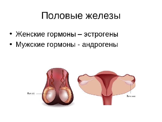 Железы смешанной секреции – таблица