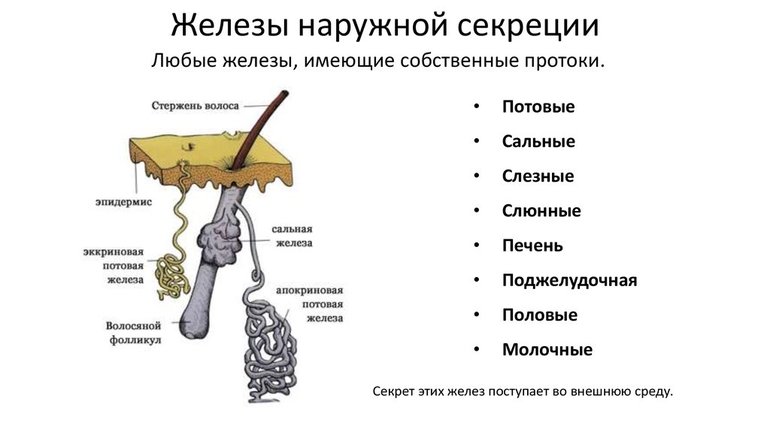 Железы внешней секреции — классификация, функции и роль в организме