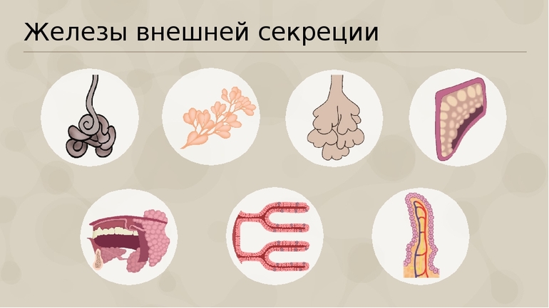 Железы внешней секреции — классификация, функции и роль в организме