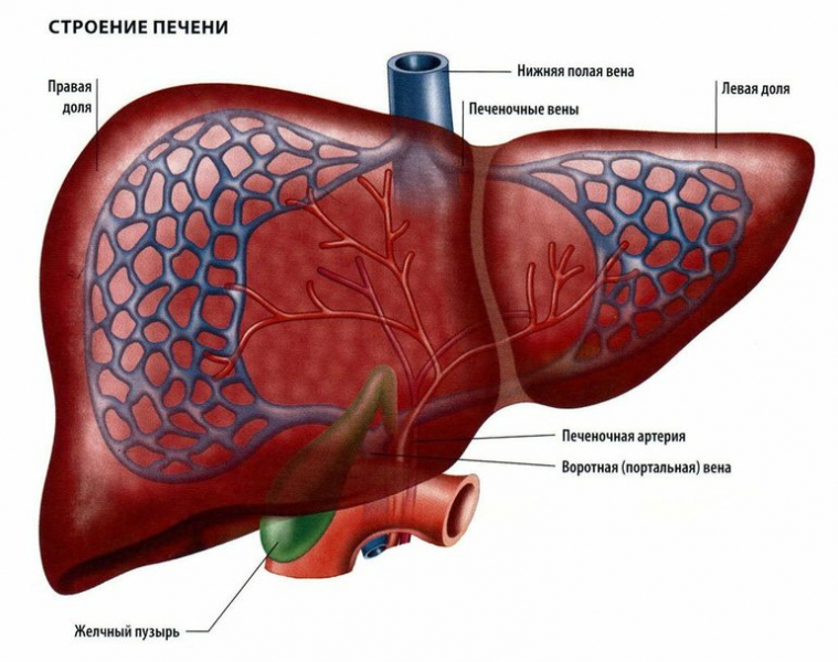 Железы внешней секреции — классификация, функции и роль в организме