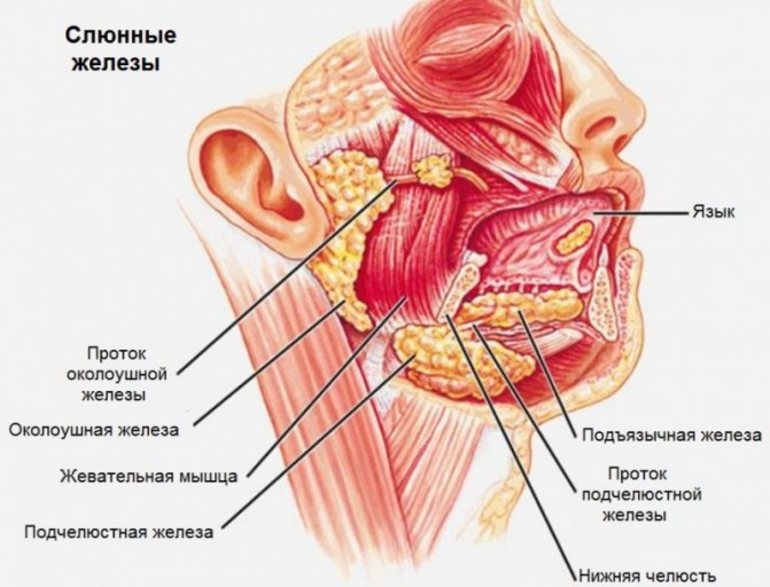 Железы внешней секреции — классификация, функции и роль в организме