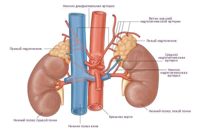 Железы внутренней секреции человека в таблице