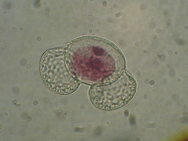 Жизненный цикл голосеменных растений, их развитие