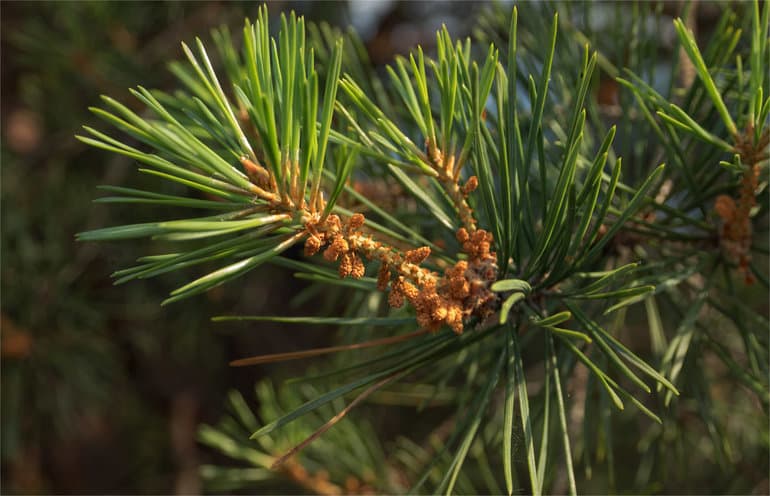 Жизненный цикл голосеменных растений — классификация, особенности и этапы развития