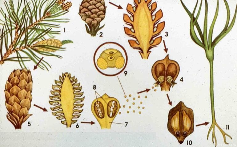 Жизненный цикл голосеменных растений — классификация, особенности и этапы развития