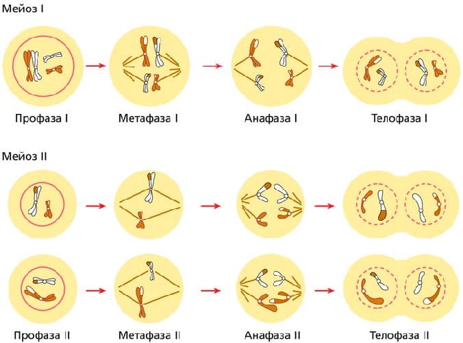 Жизненный цикл клетки – процессы деления в интерфазе (9 класс, биология)