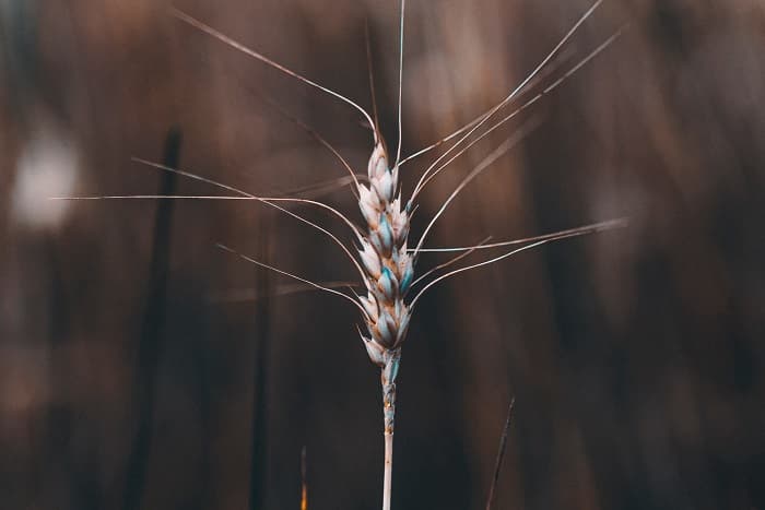 Злаковые растения &mdash; общая характеристика, признаки и список представителей