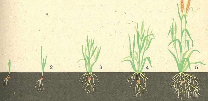 Злаковые растения &mdash; общая характеристика, признаки и список представителей