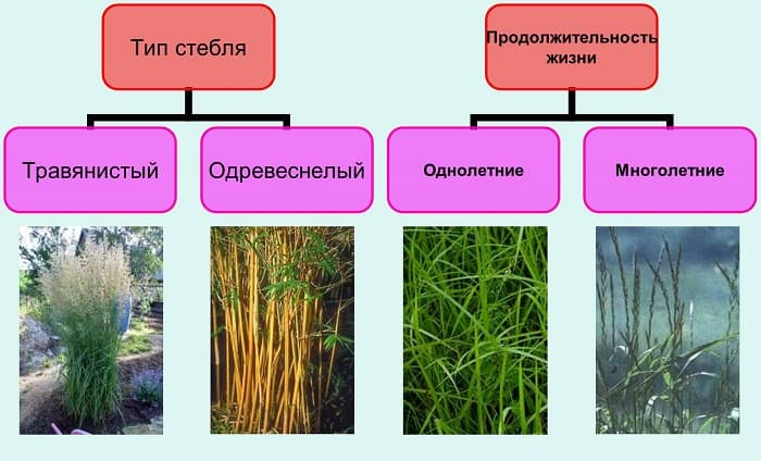 Злаковые растения &mdash; общая характеристика, признаки и список представителей