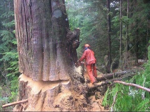 Значение голосеменных растений в природе и жизни человека